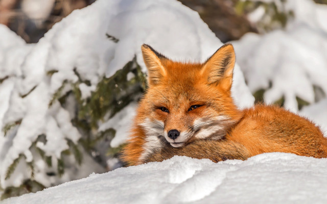 Red fox snow blurry photorealistic free wallpaper for desktop - medium preview image