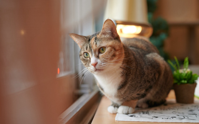 Cat plant window sill note free wallpaper for desktop - medium preview image