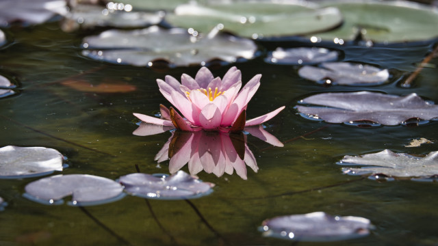 Pink flower lake lily pads free wallpaper for desktop - medium preview image