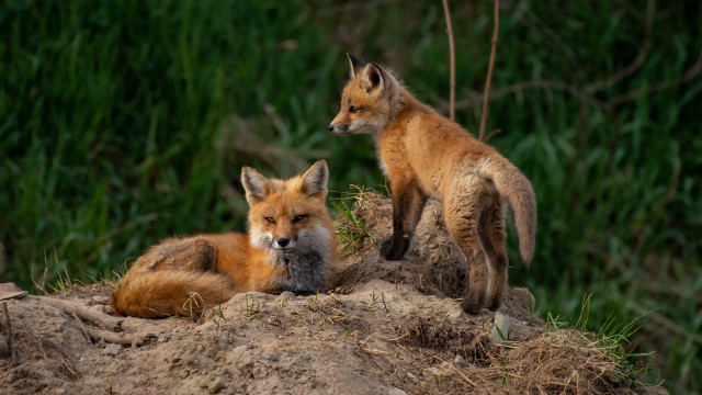 Foxes mound ecological wildlife photo free wallpaper for desktop - medium preview image