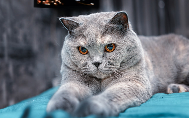 Cat bluetablet blurry background shabinu free wallpaper for desktop - medium preview image