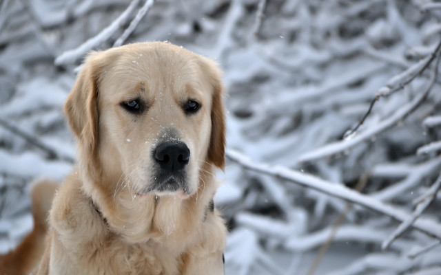 Dog snow winter impressionism bokeh free wallpaper for desktop - medium preview image