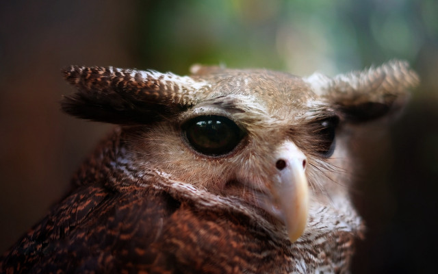 Bird closeup macro photorealism sharp free wallpaper for desktop - medium preview image