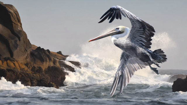 Bird flying over water rocky free wallpaper for desktop - medium preview image