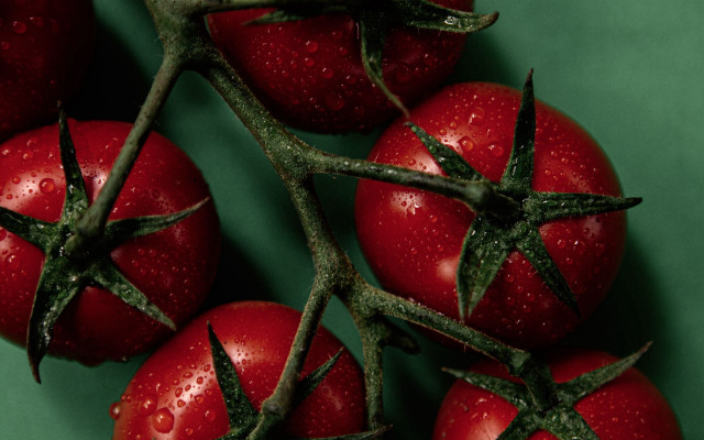 Tomatoes water droplets green surface free wallpaper for desktop - medium preview image