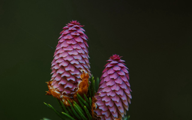 Pink flowers green stem macro free wallpaper for desktop - medium preview image