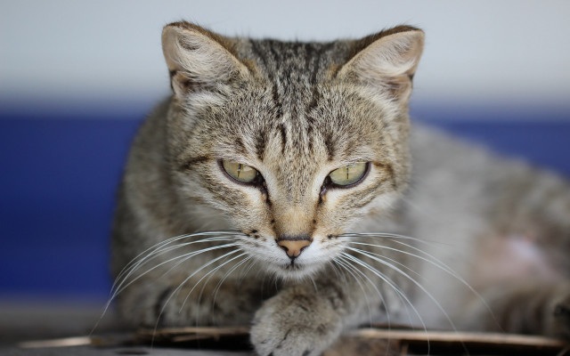 Cat mousepad tiltshift photorealistic animal free wallpaper for desktop - medium preview image