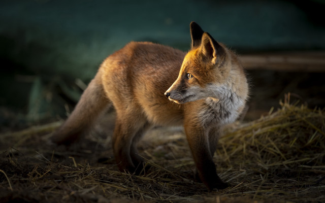 Fox closed eyes dog in free wallpaper for desktop - medium preview image