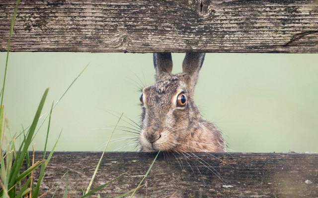 Rabbit fence grass green background free wallpaper for desktop - medium preview image