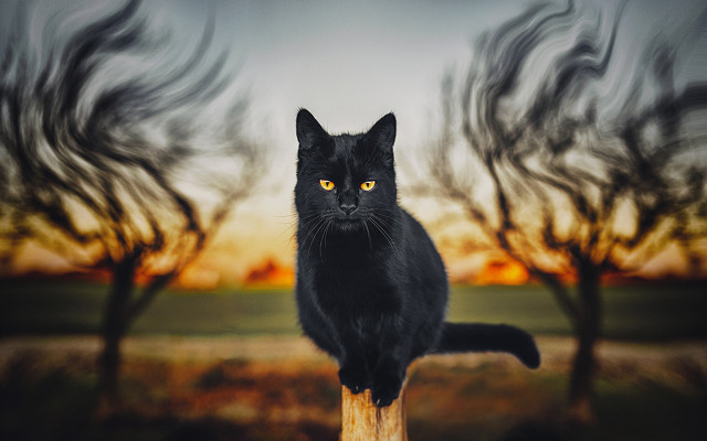 Black cat sunset wooden post free wallpaper for desktop - medium preview image