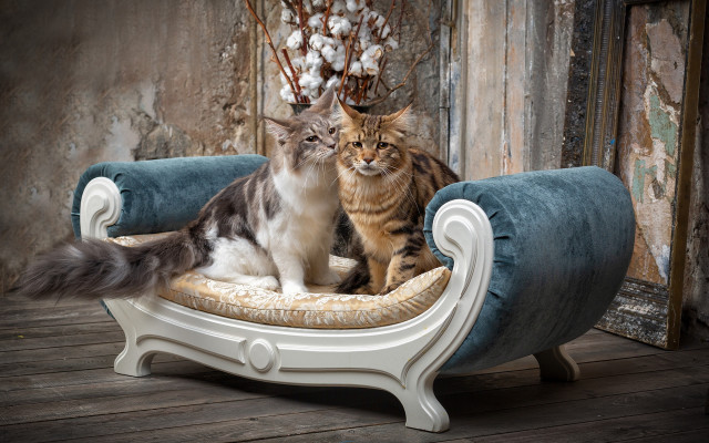 Two cats chair peeling paint free wallpaper for desktop - medium preview image