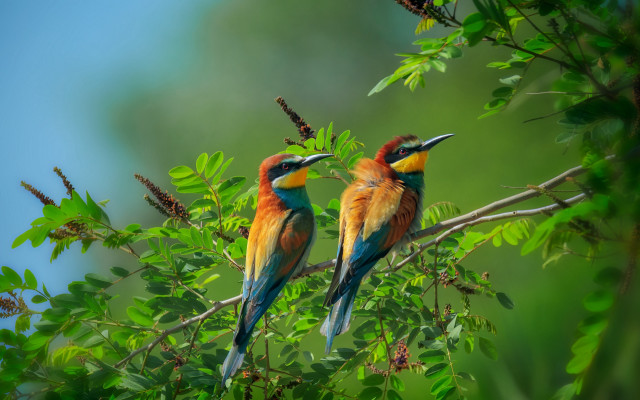 Colorful birds on branch nature free wallpaper for desktop - medium preview image