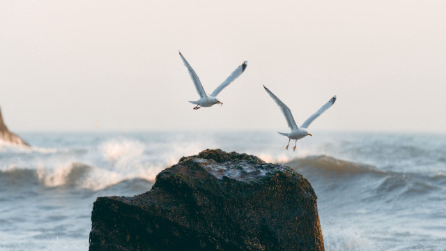Seagulls rock ocean waves beach free wallpaper for desktop - medium preview image