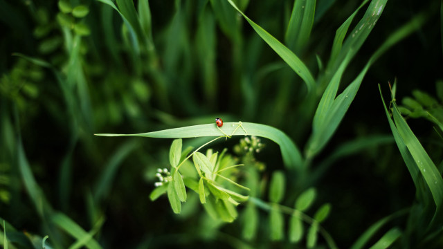 Bug on green leafy plant free wallpaper for desktop - medium preview image