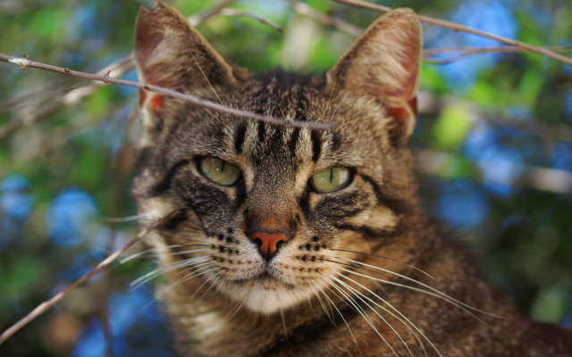 Cat tree serious eyes blurry free wallpaper for desktop - medium preview image
