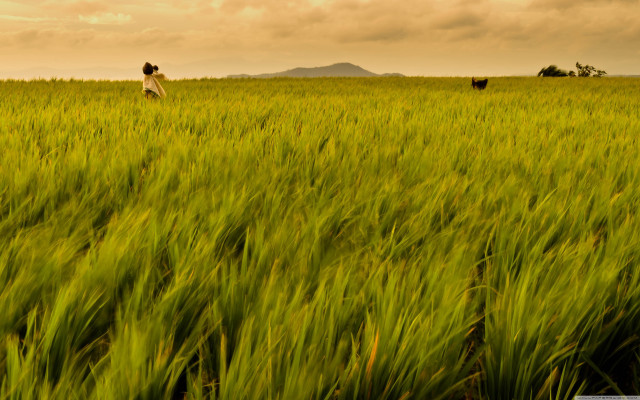 Person walking field tall grass free wallpaper for desktop - medium preview image