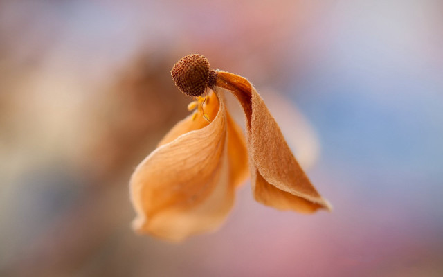 Flower macro blurry background art free wallpaper for desktop - medium preview image