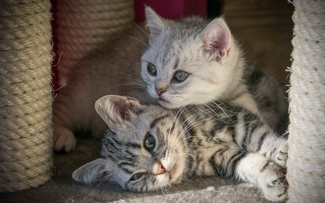 Two kittens blue eyes carpet free wallpaper for desktop - medium preview image