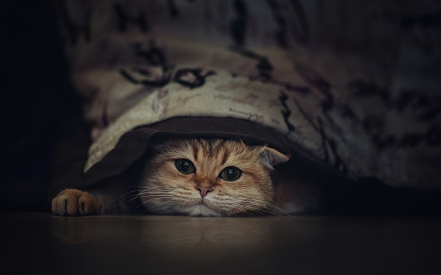 Cat hiding under blanket blue free wallpaper for desktop - medium preview image