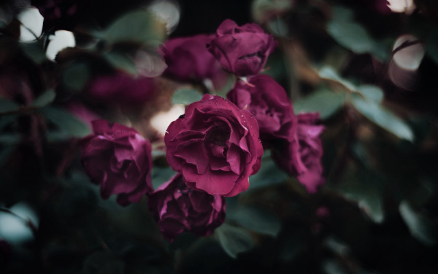 Purple roses night blur leaves free wallpaper for desktop - medium preview image