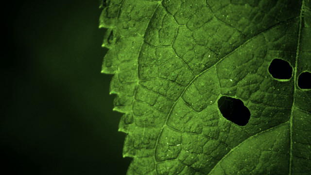 Green leaf holes mandelbrot macro free wallpaper for desktop - medium preview image
