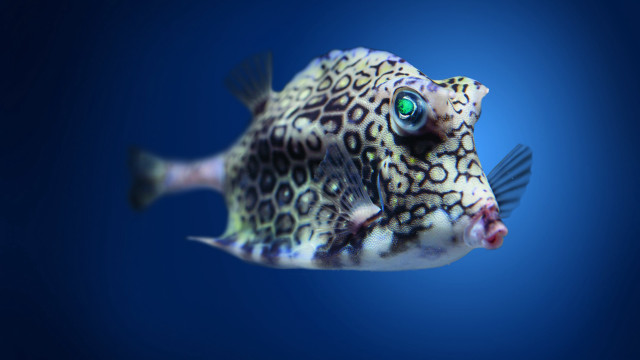Fish bioluminescent greeneye blurry background free wallpaper for desktop - medium preview image