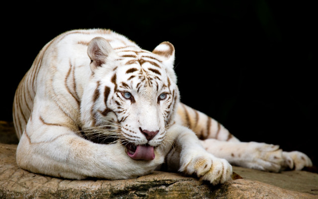 White tiger rock mouth tongue free wallpaper for desktop - medium preview image