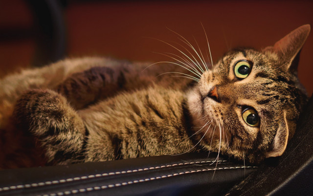 Cat chair looking up wide free wallpaper for desktop - medium preview image