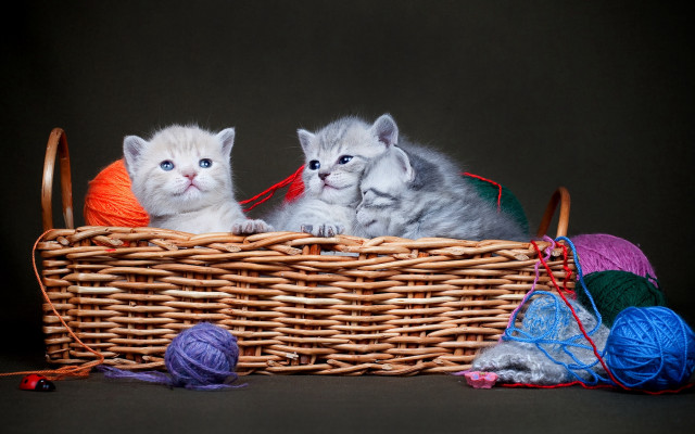 Kittens basket yarn blueeyes arts free wallpaper for desktop - medium preview image