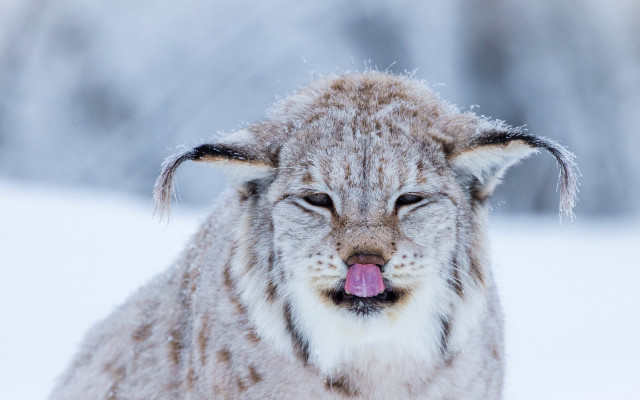 Snow covered dog tongue out free wallpaper for desktop - medium preview image