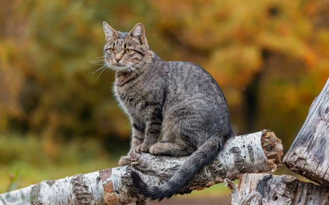 Cat branch forest blurry photorealistic free wallpaper for desktop - medium preview image