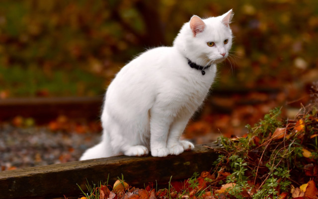 White cat wooden post garden free wallpaper for desktop - medium preview image