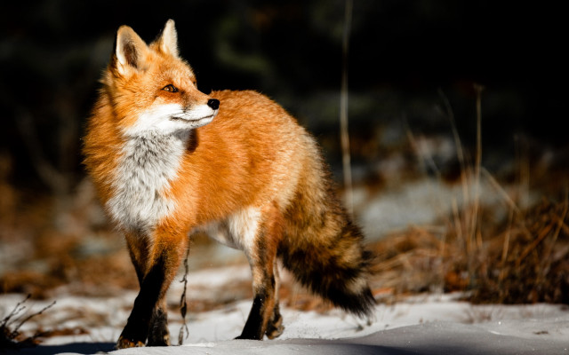 Red fox snow blurry background free wallpaper for desktop - medium preview image