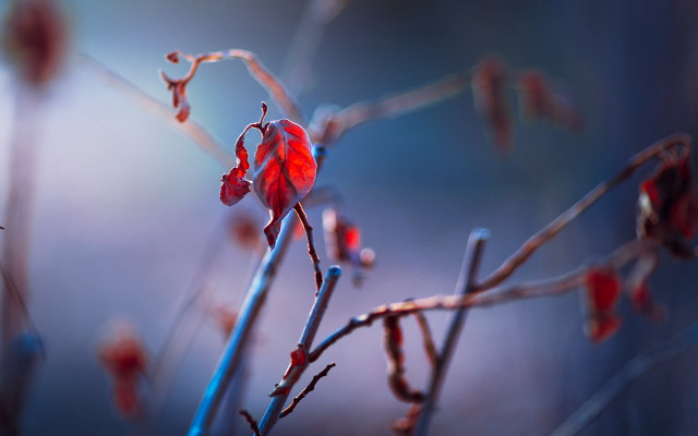 Red flower branch background shallow free wallpaper for desktop - medium preview image