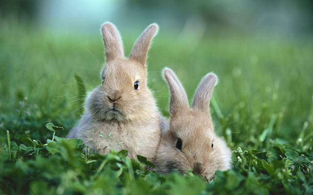 Rabbits in grass nature blurry free wallpaper for desktop - medium preview image