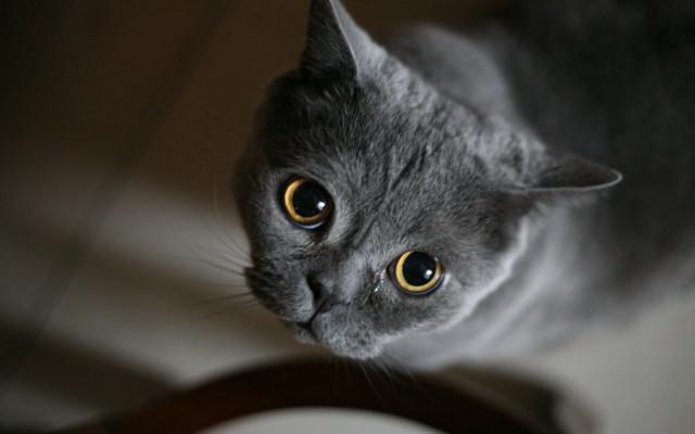 Black cat looking up rounded free wallpaper for desktop - medium preview image