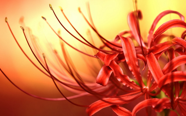 Red flower yellow background macro #2 free wallpaper for desktop - medium preview image