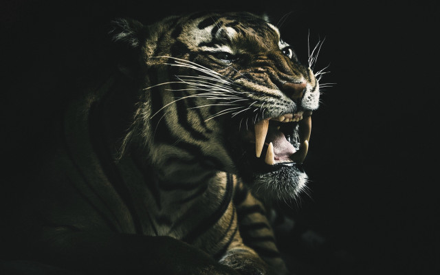 Tiger open mouth sharp teeth free wallpaper for desktop - medium preview image
