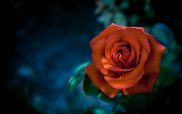 Orange rose blurry background gothic free wallpaper for desktop - medium preview image
