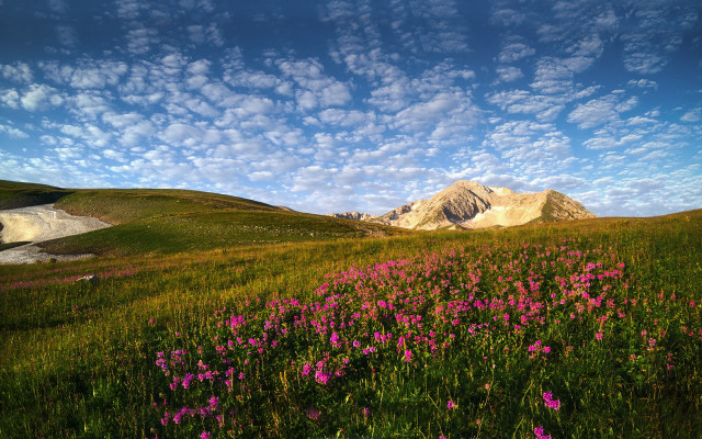 Flower field mountain clouds blue free wallpaper for desktop - medium preview image