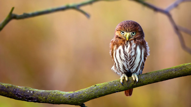 Small bird perched branch blurry #7 free wallpaper for desktop - medium preview image