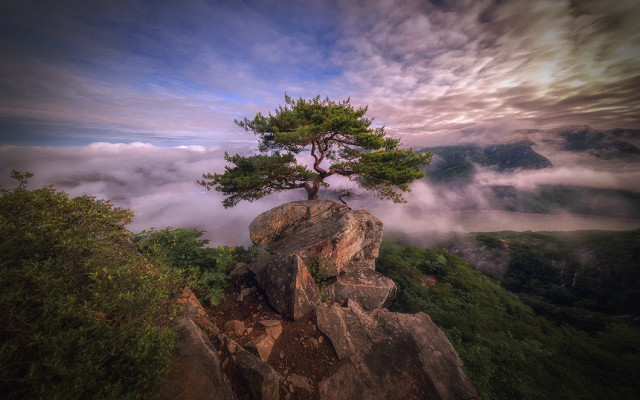 Lone tree mountain fog sunrise free wallpaper for desktop - medium preview image