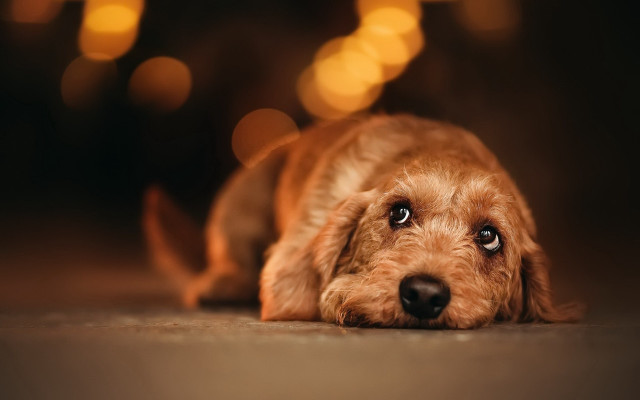 Dog lying head ground wide free wallpaper for desktop - medium preview image