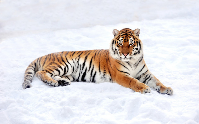 Snowy tiger puzzle animals mountain free wallpaper for desktop - medium preview image