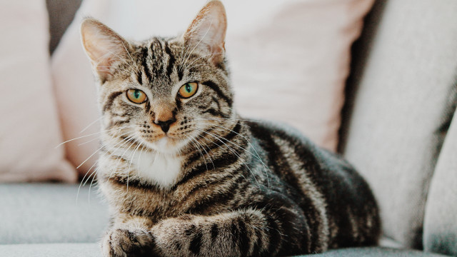 Black cat blue eyes pink free wallpaper for desktop - medium preview image