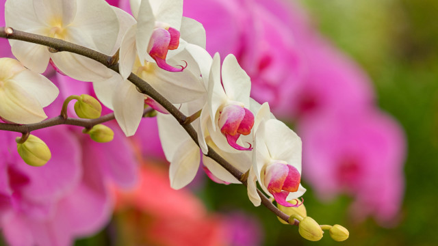 Cherry blossoms bokeh macro pink free wallpaper for desktop - medium preview image