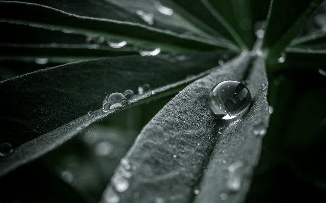 Leaf water droplets macro bubble free wallpaper for desktop - medium preview image