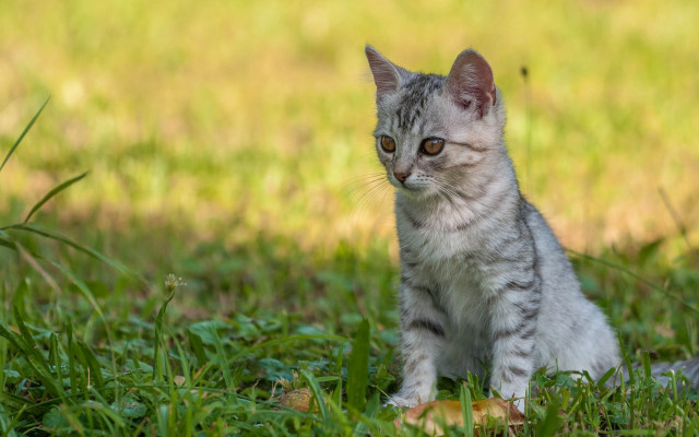 Kitten sad eyes grass outdoors free wallpaper for desktop - medium preview image