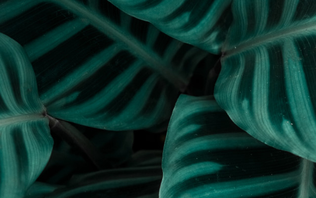 Green leaf macro naturalism white free wallpaper for desktop - medium preview image