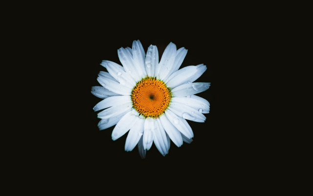 White flower yellow center black #5 free wallpaper for desktop - medium preview image